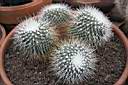 MAMMILLARIA UNIPONGO.jpg